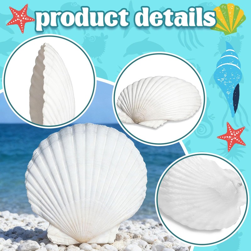 12 Pcs 4-5 Inch Large Scallop Seashells,Natural White Shells for