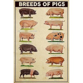 Seeyoo Retro Tin Sign - BREEDS OF PIGS - Vintage-Inspired Metal Wall Art for Home, Bar, Cafe, or Office Decor - Unique and Thoughtful Gift for Family, Friends, or Colleagues
