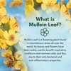 Mullein Leaf Extract for Lungs - Made in UK -