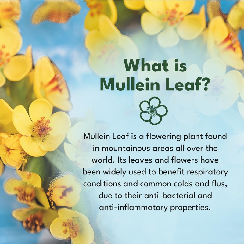 Mullein Leaf Extract for Lungs - Made in UK -