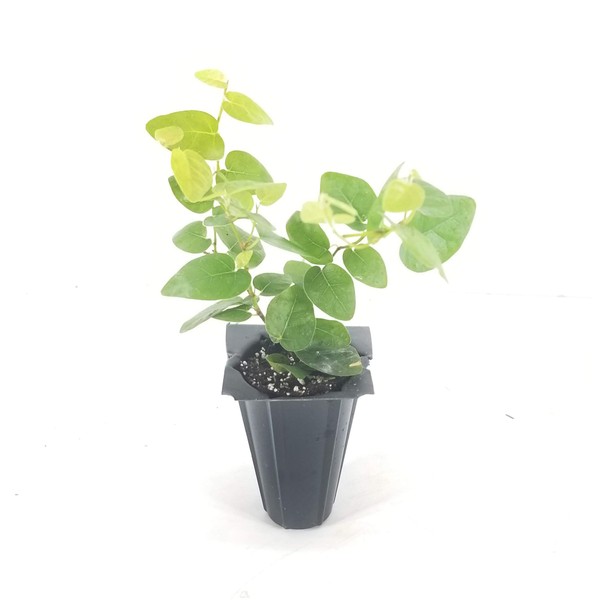 Creeping Fig Vine - Ficus Pumila - 10 Live Fully Rooted Plants - Climbing Ivy