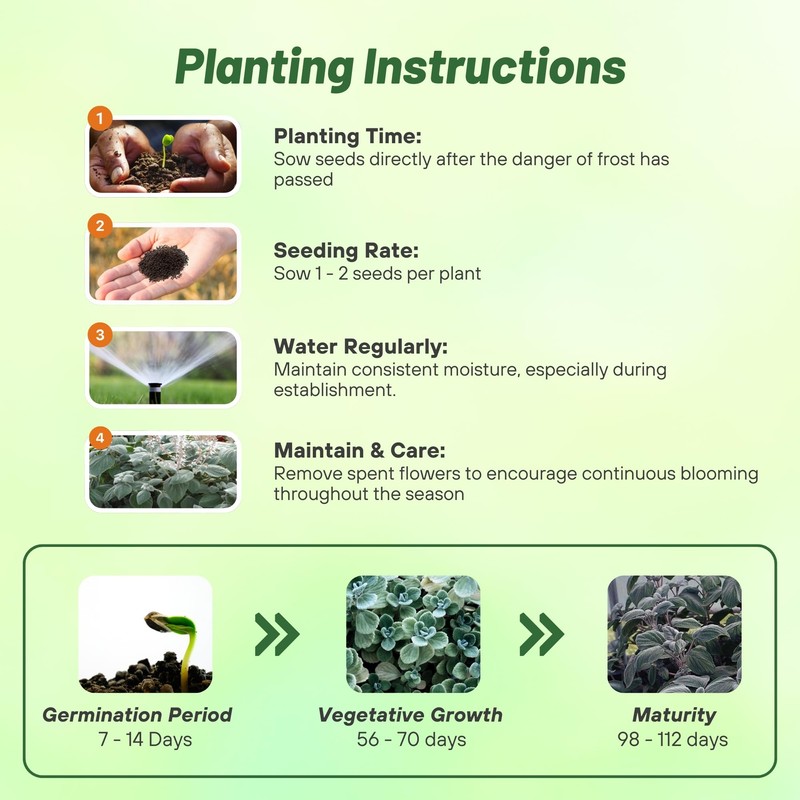 Outsidepride Silver Shield Plectranthus Seeds - 30 Pcs Perennial, Shade-Adapted,