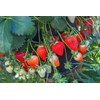 2000+ Red Climbing Strawberry Seeds Hydroponic Sweet Strawberry Seeds for