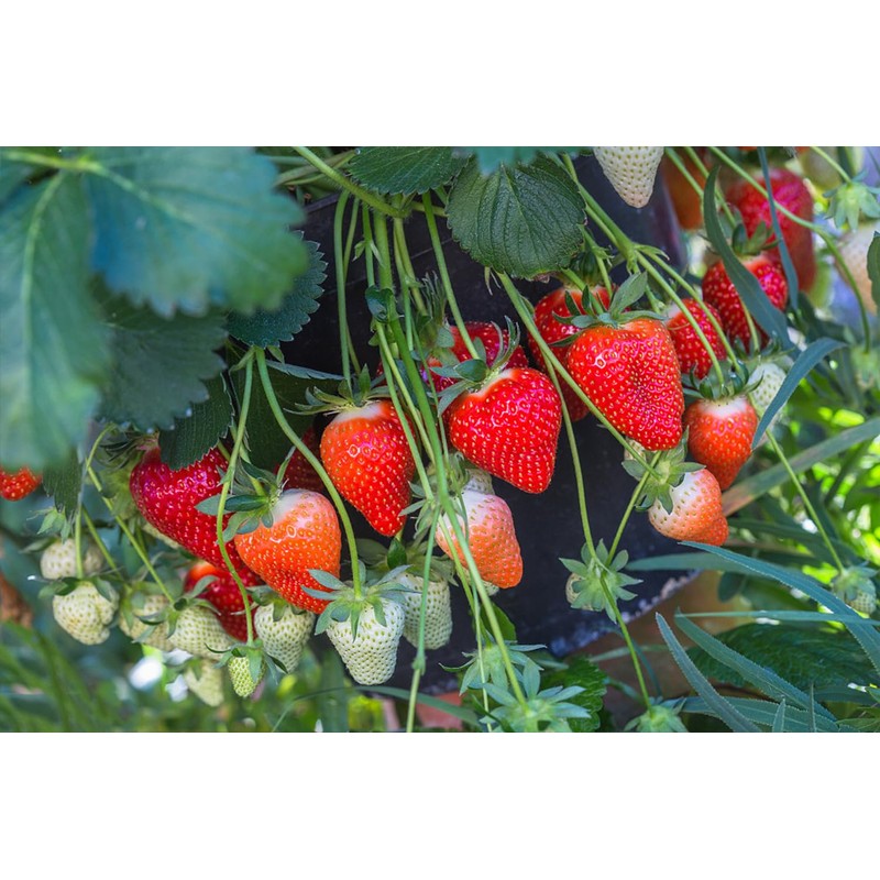 2000+ Red Climbing Strawberry Seeds Hydroponic Sweet Strawberry Seeds for