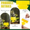 Qualirey 100 Pcs Dual Sided Fruit Fly Traps - Indoor