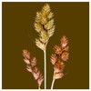 Everwilde Farms - 250 Bebb's Oval Sedge Native Grass Seeds