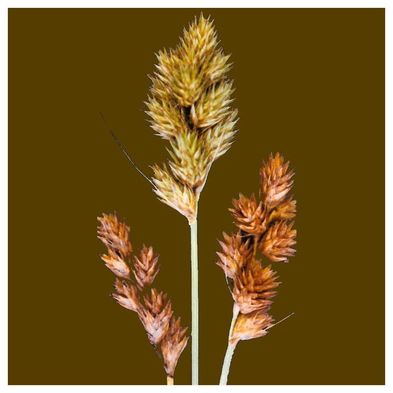 Everwilde Farms - 250 Bebb's Oval Sedge Native Grass Seeds