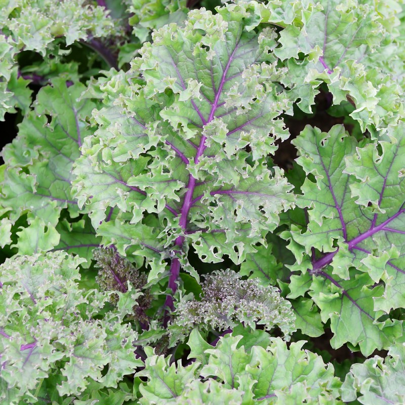 Wilderness Poets, Organic Kale Powder (160 Ounce - 10 Pound)