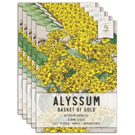 Seed Needs, Basket of Gold Alyssum Seeds - 3,000 Heirloom Seeds for Planting Alyssum saxatile - Great for Rock Gardens, Pots, Containers & Window Boxes (5 Packs)