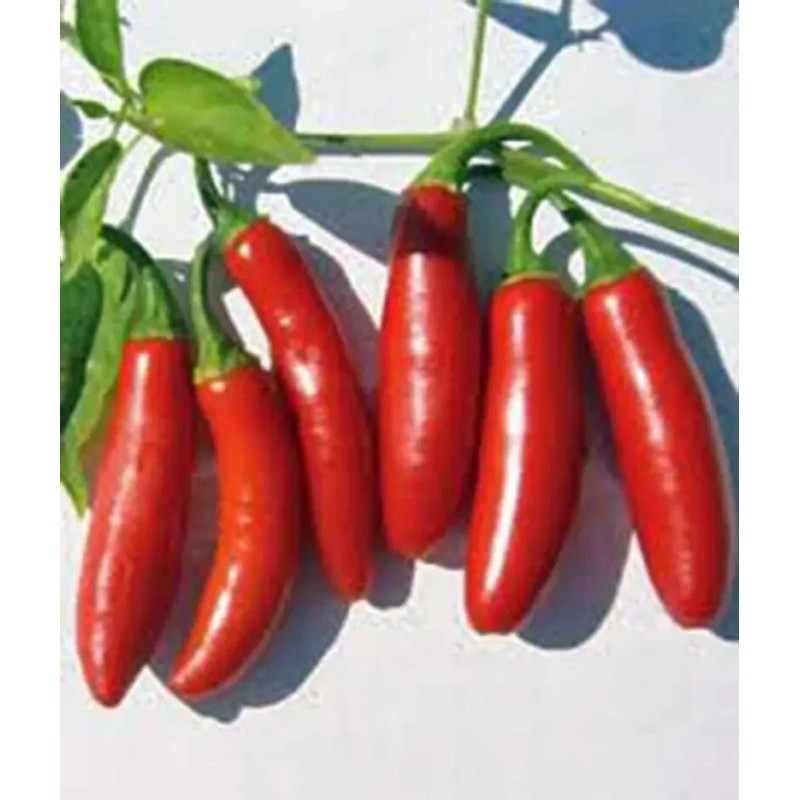 Mari's Seeds Serrano Chili seeds 24 seeds