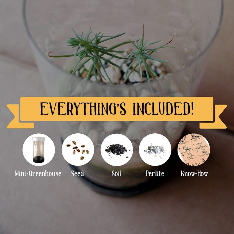 Bonsai Tree | Rocky Mountain Juniper | Seed Grow Kit