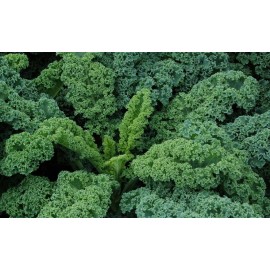Home grown Kale Dwarf Siberian HEIRLOOM 100+ Seeds Premium 100% Organic Grown In USA