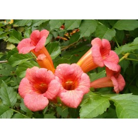 Buy Rare Seeds Campsis radicans Flamenco | Crimson Trumpet Vine | 10_Seeds