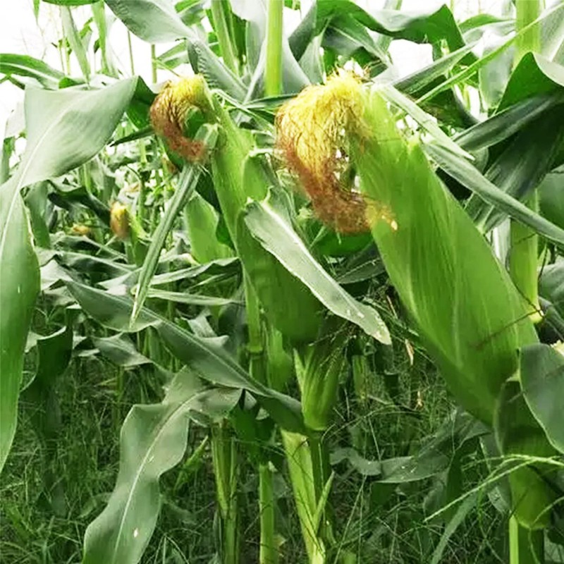 200 pcs "Peaches and Cream" Bi-Color Sweet Corn Seeds, Non