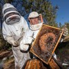 SerraMel - Wild Lavender Honey - 100% Biologic - Mel