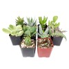 Succulents Box Weirdo Succulent Pack | Set of 2/4/6/8/10 Unique