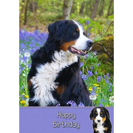 Bernese Mountain Dog Birthday Card