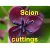 mightyoaktreenursery.com 6 scion cuttings of Akebia Quinata (aka Chocolate Vine)