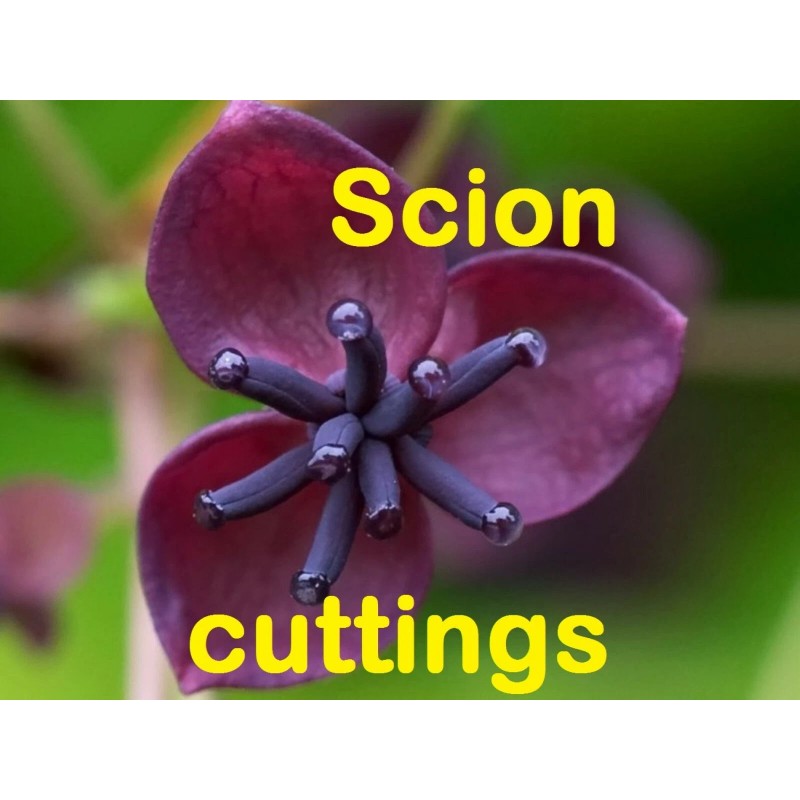 mightyoaktreenursery.com 6 scion cuttings of Akebia Quinata (aka Chocolate Vine)
