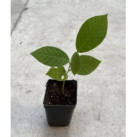 Tree Cherimoya Plant With Pot 8” Seedling Ready To Plant