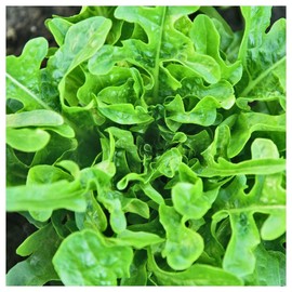 Everwilde Farms - 1 Oz Organic Royal Oakleaf Leaf Lettuce Seeds - Gold Vault Packet