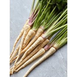 Womack Farm Hollow Crown Parsnip. 200+ Seeds | Non-GMO | Heirloom | Organic. Free Shipping.