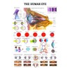 The Human Eye Laminated Anatomy Chart