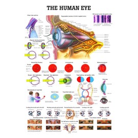 The Human Eye Laminated Anatomy Chart