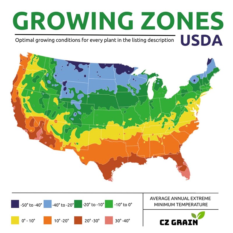 Dwarf Lime Tree Seeds – 20+ Healthy Seeds for Planting