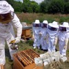 Bee Smoker Pellets Beekeeping Tools - 108 Packs, Bee Hive