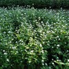 Outsidepride Gomphrena White - 1000 Seeds