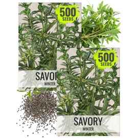 Seed Needs Winter Savory Seeds for Planting - Non-GMO Heirloom & Untreated Perennial Herb Seed to Plant a Culinary Kitchen Garden Indoors or Outdoors (2 Packs)