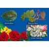 Celaflor Fungus-Free Rose Saprol - 100 ml, 100 ml