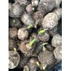 Taro 2 Sprouted Taro Root Bulbs Elephant Ear Live Plant