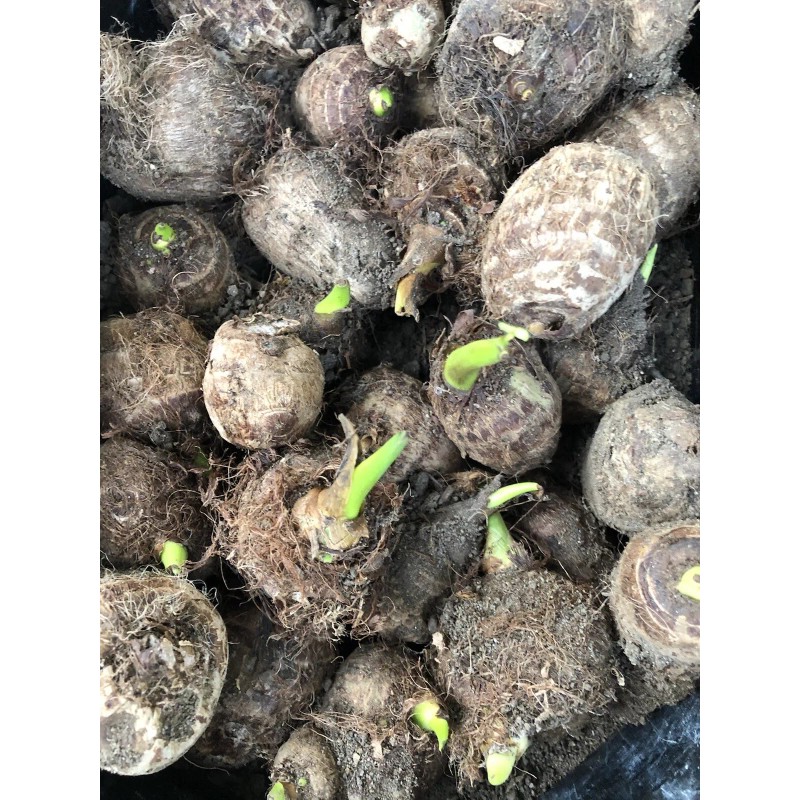 Taro 2 Sprouted Taro Root Bulbs Elephant Ear Live Plant