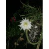 Cactus 10 Night Blooming Cereus Cactus Bulk Cacti Easy to