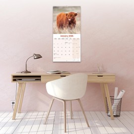 Highland Cows Calendar 2026 | 12 Month Wall Calendar | Avonside Publishing | Plastic Free Packaging