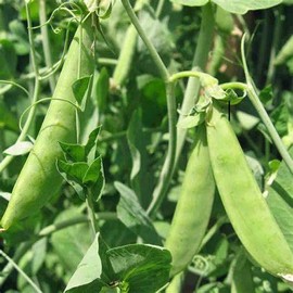 60 Mammoth Melting Sugar Pod Pea Seeds for Planting Heirloom Non GMO 14 Grams of Seeds Snow Pea Garden Vegetable Bulk Survival