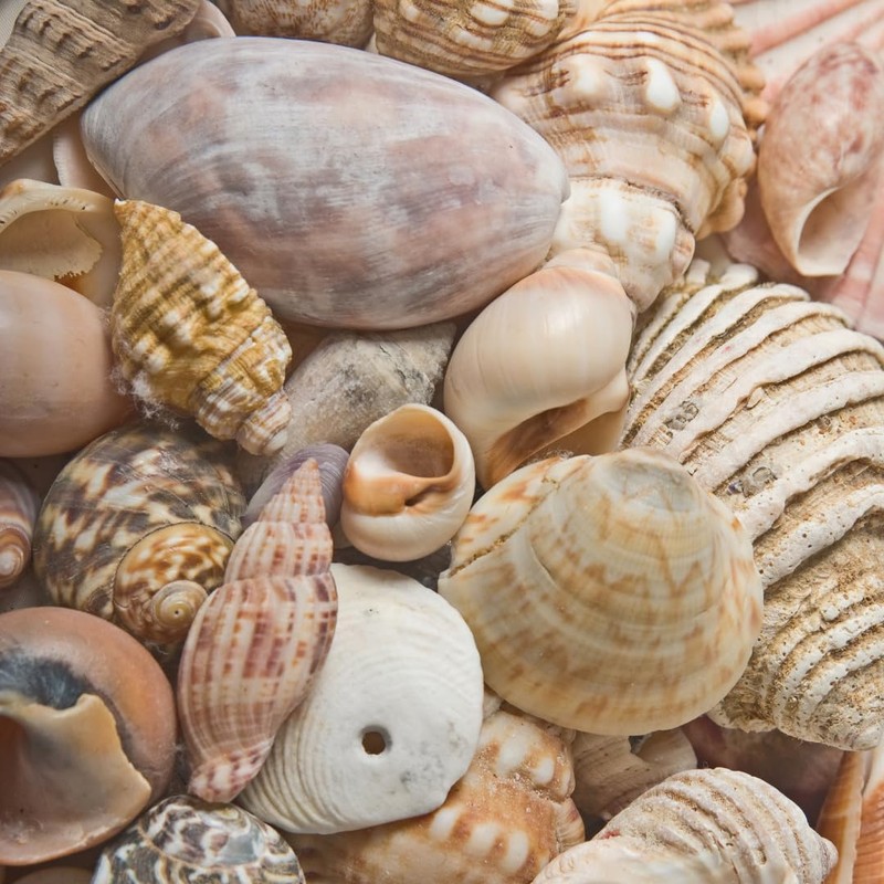 BEACON Sea Shell Glue for Creating and Decorating with Shells,