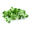 Todd's Seeds Black Oil Non-GMO Sprouting Sunflower Seeds Chemical Free