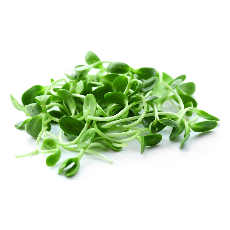 Todd's Seeds Black Oil Non-GMO Sprouting Sunflower Seeds Chemical Free