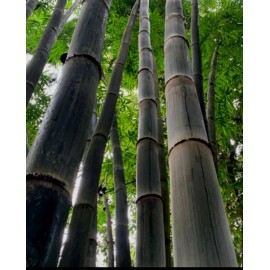 Black Timber Bamboo Nigra Daikokuchiku California Giant Bare Root Plant Rhizome