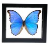 REAL BUTTERFLY MORPHO DIDIUS INSECT TAXIDERMY FRAME WITH DOUBLE SIDE