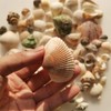 BetterJonny 250+ Grams Sea Shells Mixed Beach Seashells of 2-6