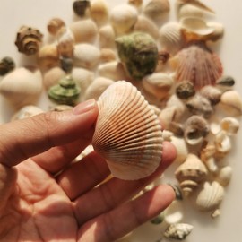 BetterJonny 250+ Grams Sea Shells Mixed Beach Seashells of 2-6 CM Natural Conch Scallop Shell for Beach Theme Party DIY Crafts Vase Fillers Home Wedding Decorations FishTank Supplies