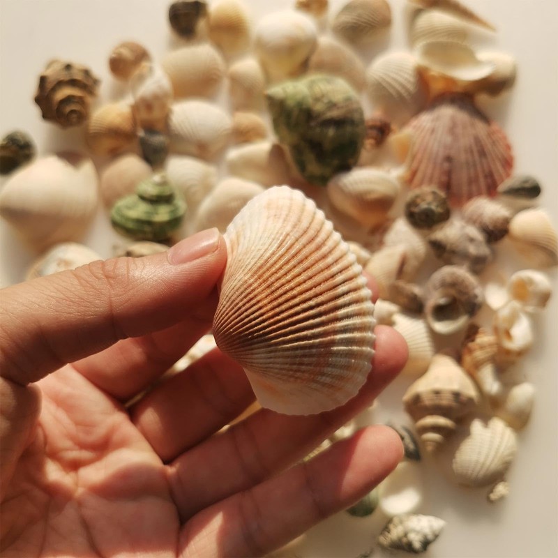 BetterJonny 250+ Grams Sea Shells Mixed Beach Seashells of 2-6