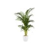 elho Brussels Round 20 - Flower Pot for Indoor -