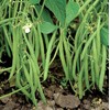 The Gardening World 100 Blue Lake Bush Beans Heirloom Seeds