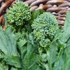 Spring Raab Rapini Broccoli - 1 OZ ~9,000 Seeds -