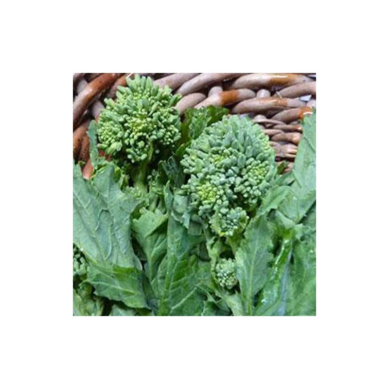 Spring Raab Rapini Broccoli - 1 OZ ~9,000 Seeds -